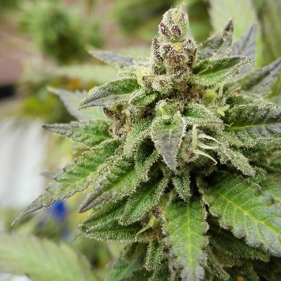 Семена каннабиса  Ladyburn 1974 feminised Ganja Seeds