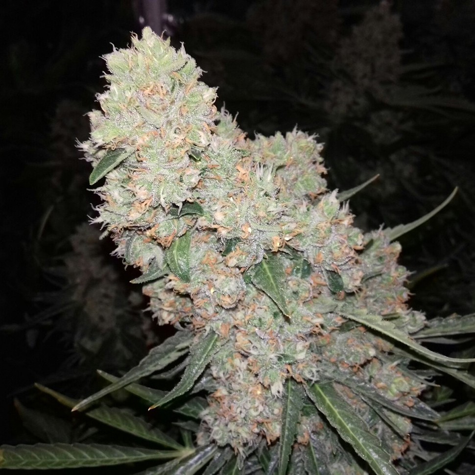 Семена конопли  Auto Creative Reactor feminised Neuro Seeds