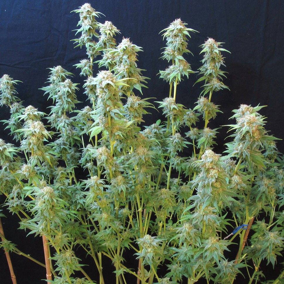 Семена каннабиса  Irtysh feminised Bang Seeds