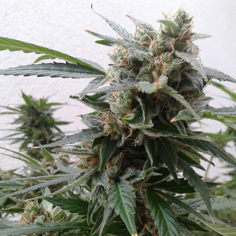 Семена каннабиса  Auto Magnum feminised Ganja Seeds