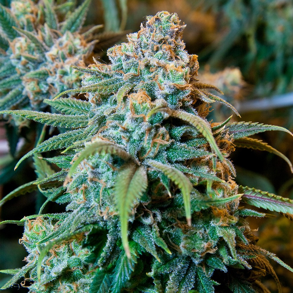 Семена марихуаны  Auto Opium feminised Ganja Seeds
