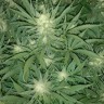 семена конопли для курения Auto Gelato feminised Ganja Seeds семена конопли для курения Auto Gelato feminised Ganja Seeds