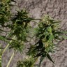 Hash Passion feminised Ganja Seeds Hash Passion feminised Ganja Seeds