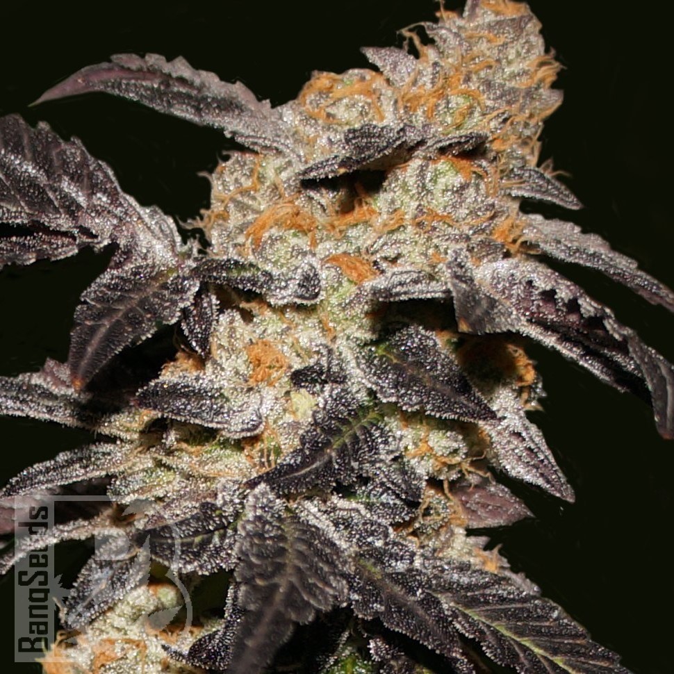 Hash Passion feminised Ganja Seeds Hash Passion feminised Ganja Seeds