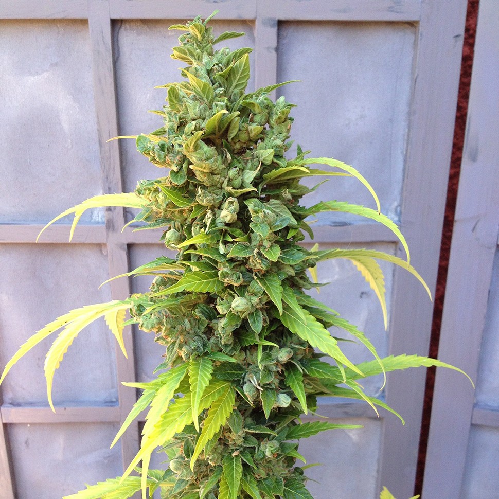 Семена марихуаны  Auto Adonis feminised Bang Seeds