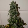 Семена марихуаны  Auto Adonis feminised Bang Seeds Семена марихуаны  Auto Adonis feminised Bang Seeds