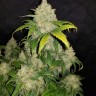 Семена марихуаны  Auto Adonis feminised Bang Seeds Семена марихуаны  Auto Adonis feminised Bang Seeds