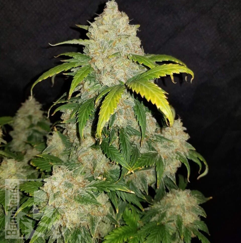 Семена марихуаны  Auto Adonis feminised Bang Seeds Семена марихуаны  Auto Adonis feminised Bang Seeds