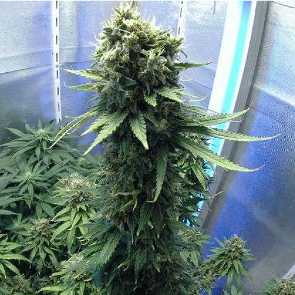 Семена конопли  Jasybay feminised Bang Seeds