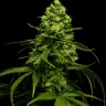 Семена конопли  Jasybay feminised Bang Seeds Семена конопли  Jasybay feminised Bang Seeds