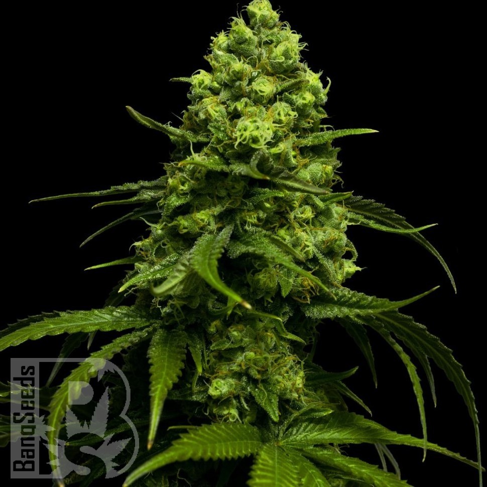 Семена конопли  Jasybay feminised Bang Seeds Семена конопли  Jasybay feminised Bang Seeds