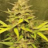 Семена конопли  Jasybay feminised Bang Seeds Семена конопли  Jasybay feminised Bang Seeds