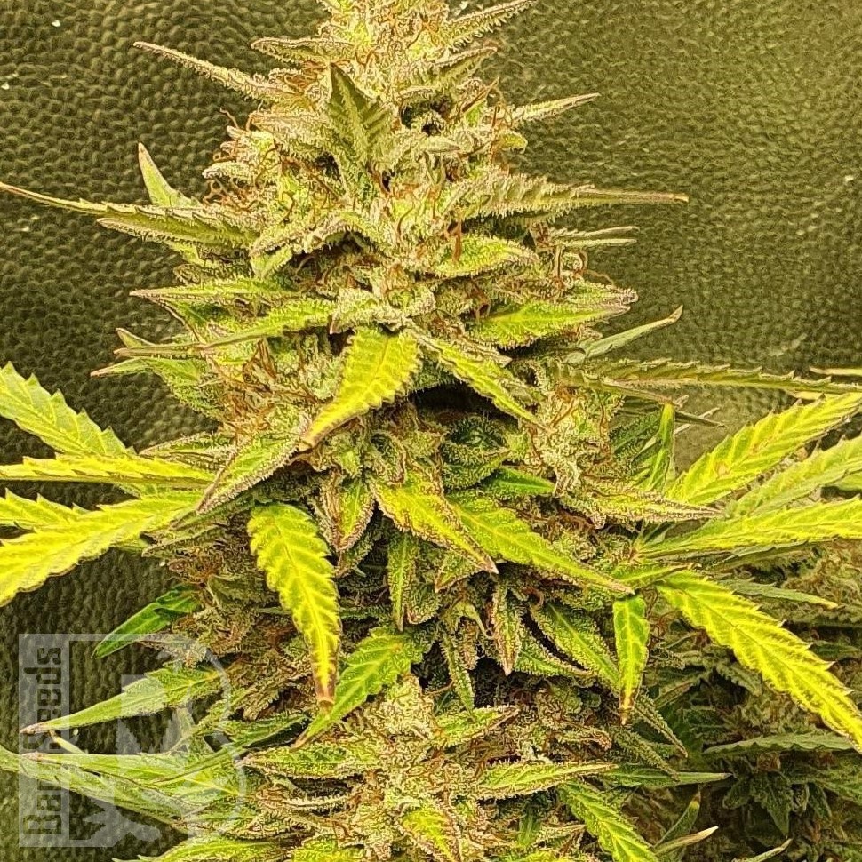 Семена конопли  Jasybay feminised Bang Seeds Семена конопли  Jasybay feminised Bang Seeds