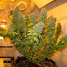 Семена марихуаны в Казахстане Blue Gelato 41 feminised Ganja Seeds Семена марихуаны в Казахстане Blue Gelato 41 feminised Ganja Seeds