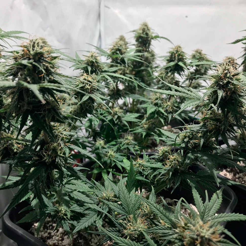 Семена конопли автоцветов Auto Royal AK feminised Ganja Seeds Семена конопли автоцветов Auto Royal AK feminised Ganja Seeds