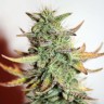 купить урожайные семена конопли Auto Great White feminised купить урожайные семена конопли Auto Great White feminised