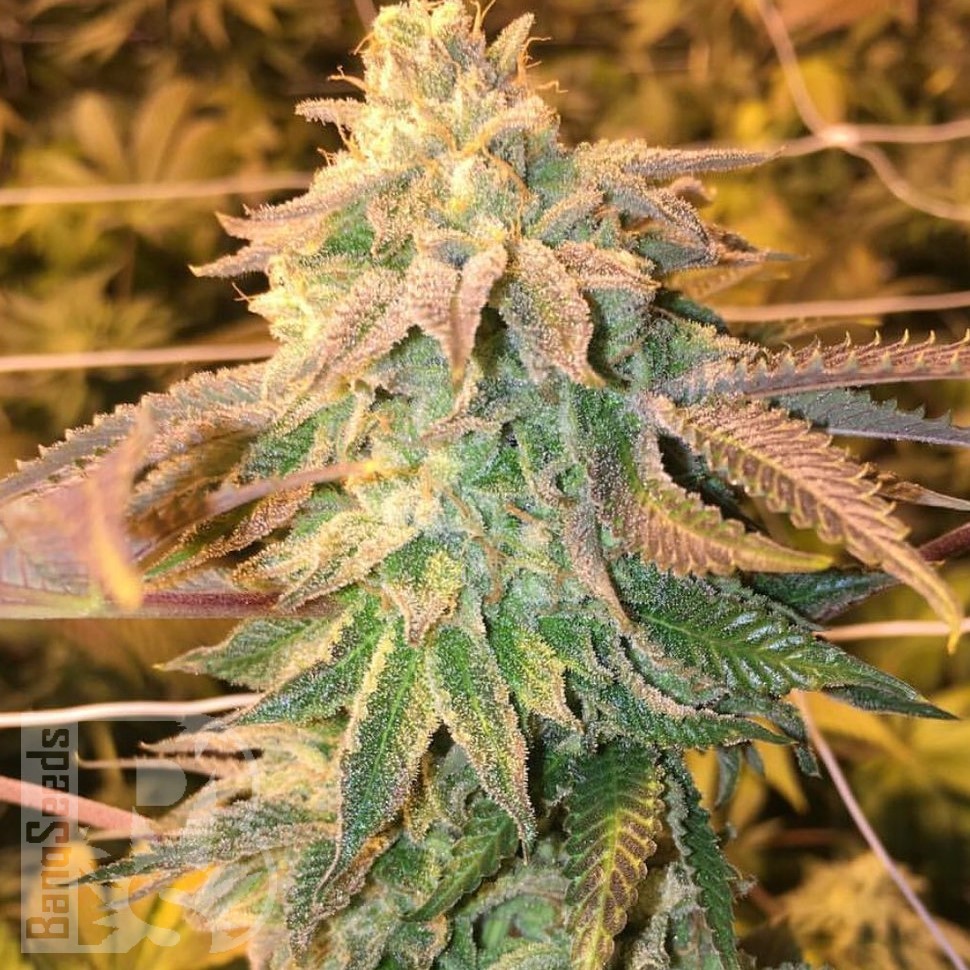 Hawaiian Snow feminised Ganja Seeds Hawaiian Snow feminised Ganja Seeds