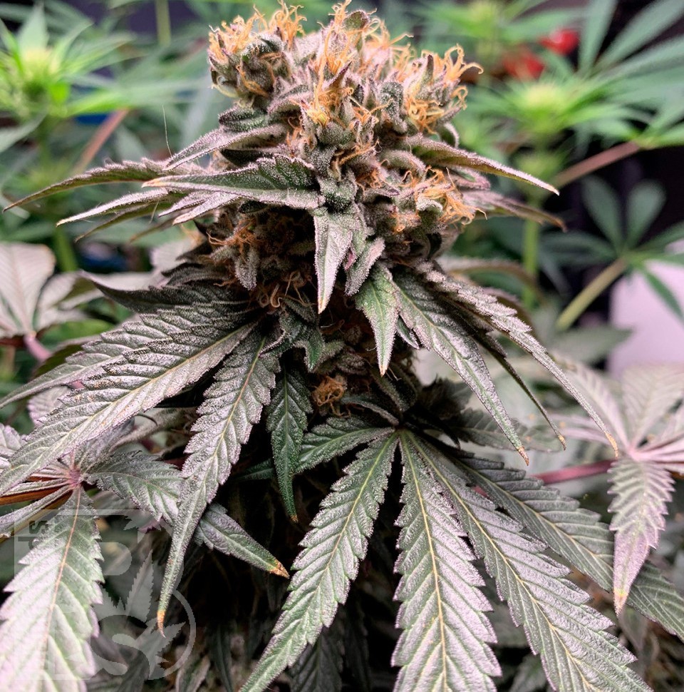 Hawaiian Snow feminised Ganja Seeds Hawaiian Snow feminised Ganja Seeds
