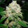 Семена ганжа  Hell's Angel OG feminised Ganja Seeds Семена ганжа  Hell's Angel OG feminised Ganja Seeds