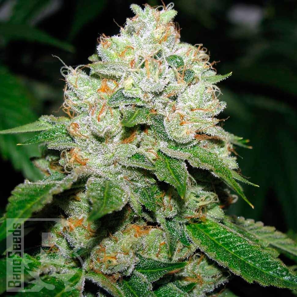 Семена ганжа  Hell's Angel OG feminised Ganja Seeds Семена ганжа  Hell's Angel OG feminised Ganja Seeds