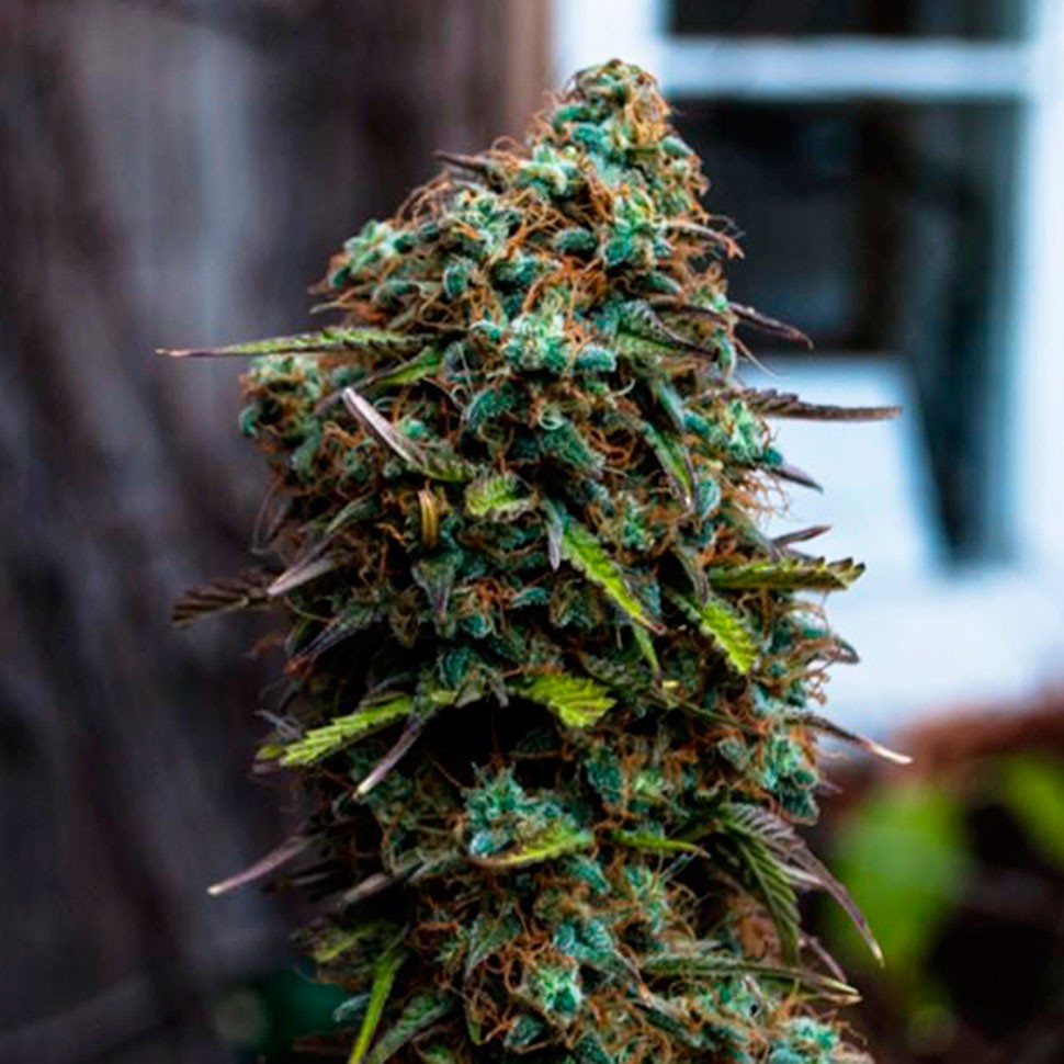 Семена конопли  Cheese regular Ganja Seeds