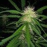 купить семена конопли автоцвет Auto Maxigom x Northern Lights feminised купить семена конопли автоцвет Auto Maxigom x Northern Lights feminised