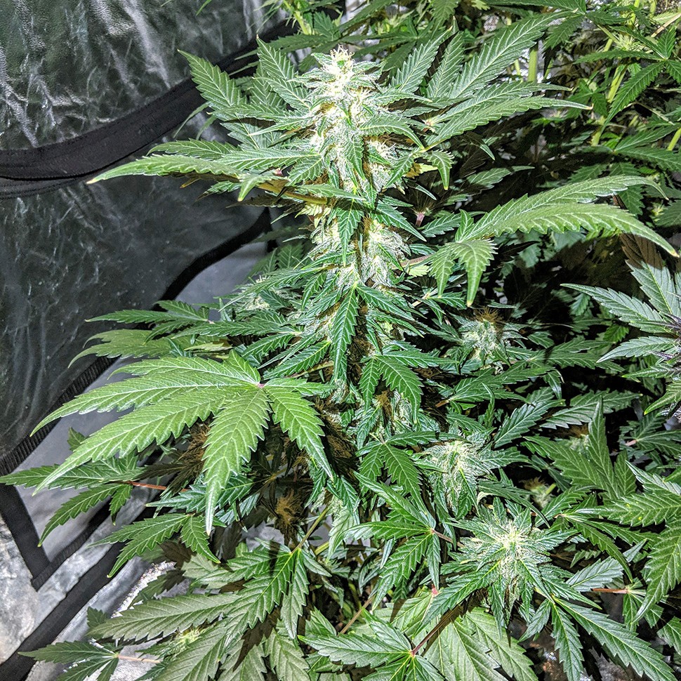 купить семена конопли интернет магазин Auto Maxigom x Northern Lights feminised купить семена конопли интернет магазин Auto Maxigom x Northern Lights feminised