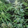 купить автоцветущие семена конопли Auto Maxigom x Northern Lights feminised купить автоцветущие семена конопли Auto Maxigom x Northern Lights feminised