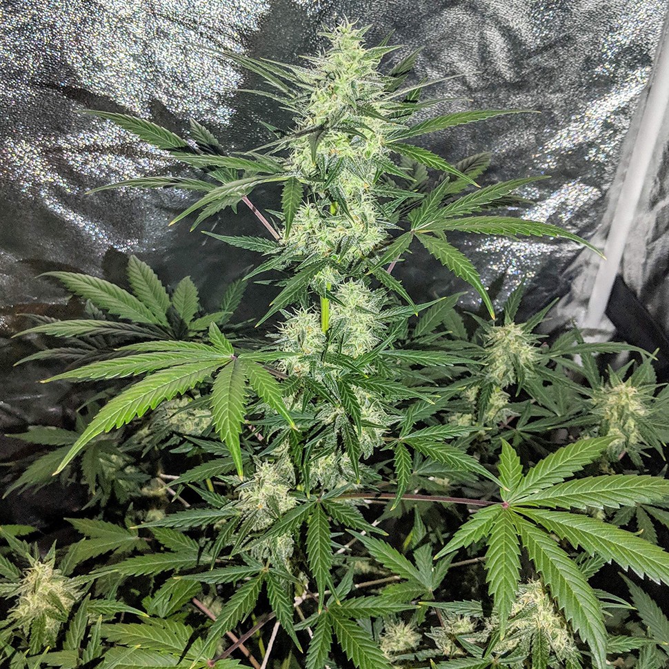 Семена марихуаны  Auto Maxigom x Northern Lights feminised Ganja Seeds