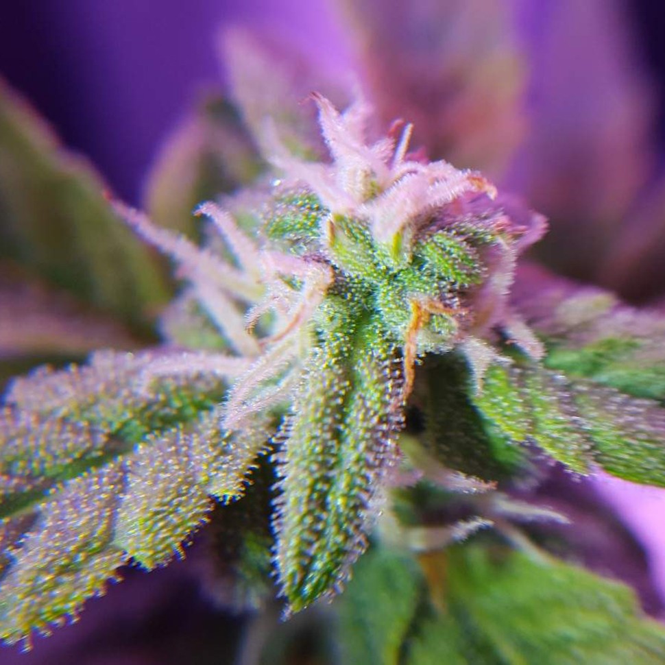 купить семена конопли f1 в оригинальной упаковке Auto Maxigom x Northern Lights feminised купить семена конопли f1 в оригинальной упаковке Auto Maxigom x Northern Lights feminised