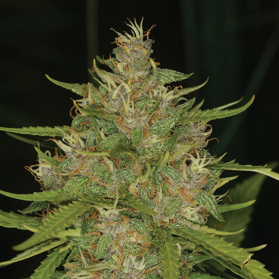 Семена ганжа  Chill OM feminised Ganja Seeds