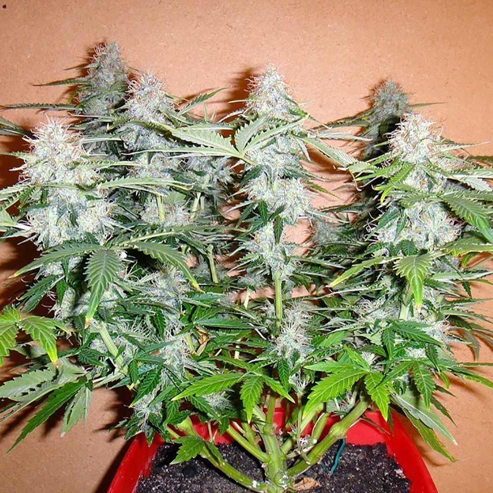 Семена ганжа  Auto Alakol feminised Bang Seeds