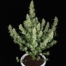 Семена ганжа  Auto Alakol feminised Bang Seeds Семена ганжа  Auto Alakol feminised Bang Seeds