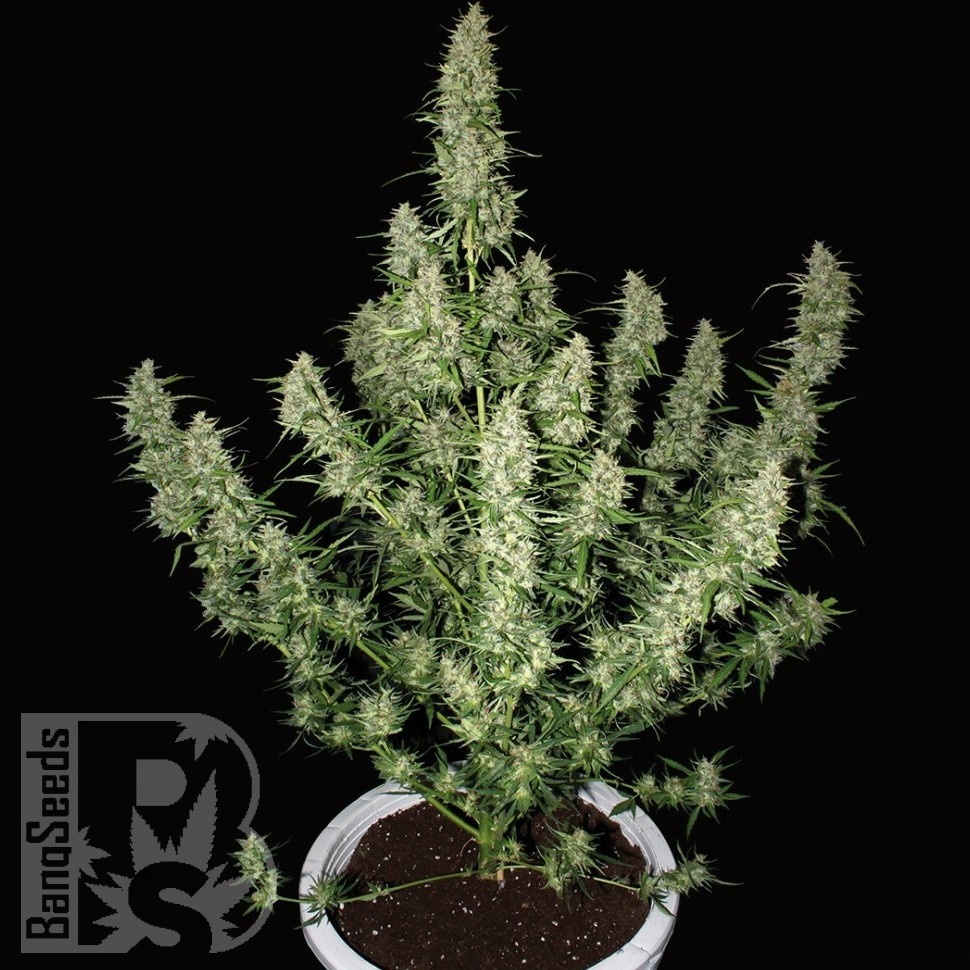 Семена ганжа  Auto Alakol feminised Bang Seeds Семена ганжа  Auto Alakol feminised Bang Seeds