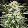 Семена ганжа  Auto Alakol feminised Bang Seeds Семена ганжа  Auto Alakol feminised Bang Seeds