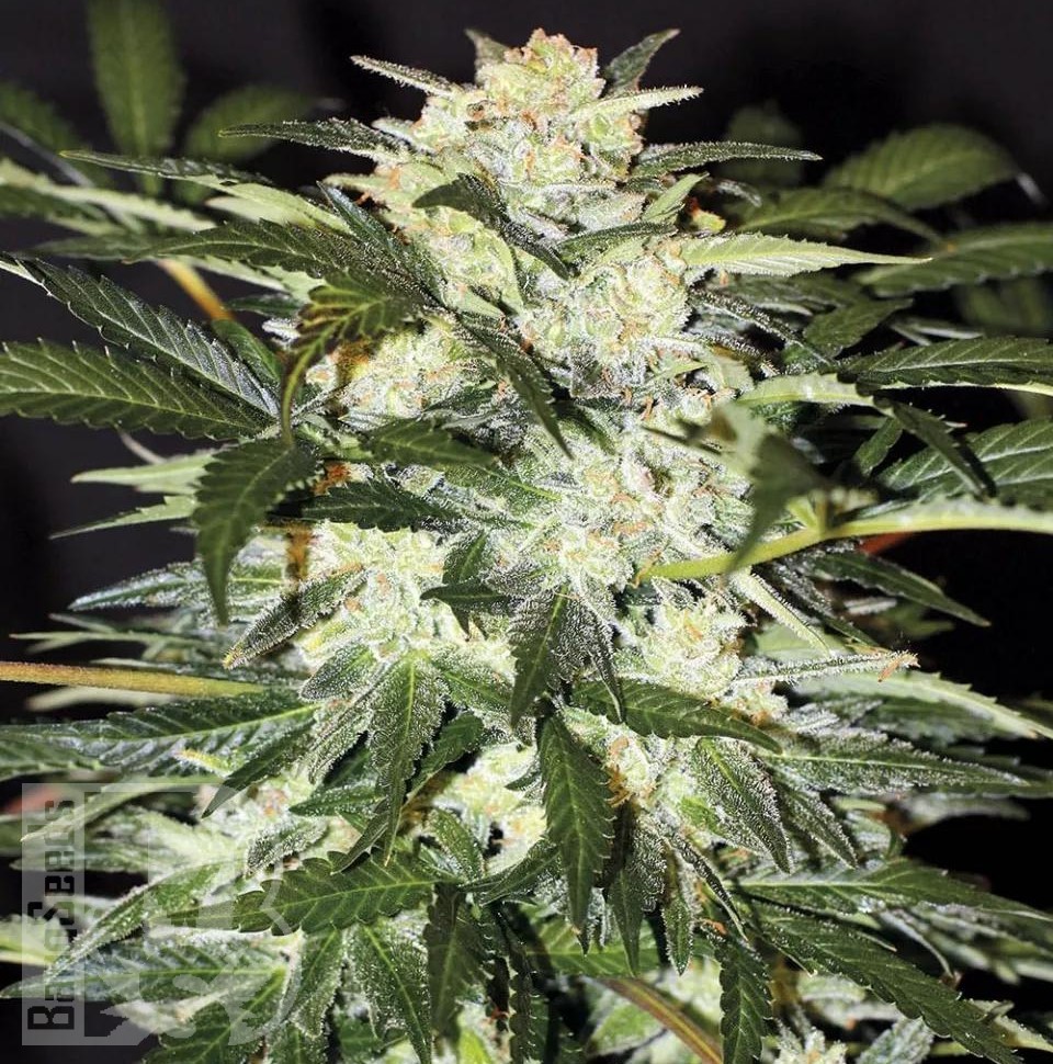 Семена ганжа  Auto Alakol feminised Bang Seeds Семена ганжа  Auto Alakol feminised Bang Seeds