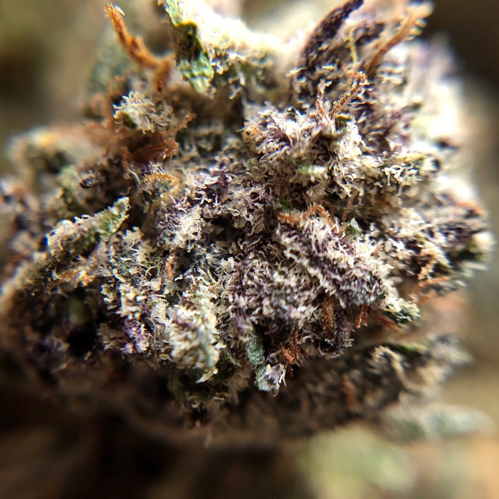 Семена конопли Auto Killer Kush feminised Ganja Seeds Семена конопли Auto Killer Kush feminised Ganja Seeds