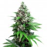 Качественные семена конопли в Казахстане Auto Killer Kush feminised Ganja Seeds Качественные семена конопли в Казахстане Auto Killer Kush feminised Ganja Seeds