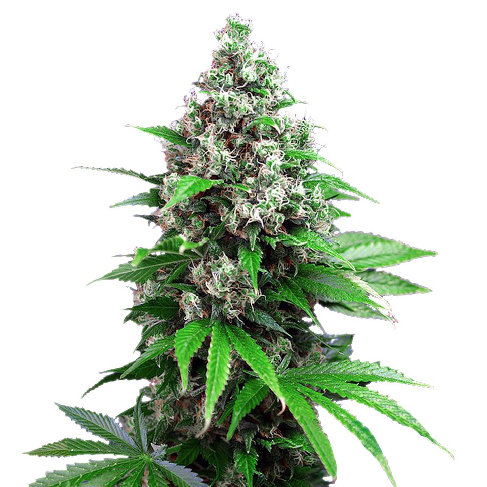 Семена  Auto Killer Kush feminised Ganja Seeds