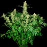 Купить семена конопли фотопериодных сортов Wappa feminised Ganja Seeds Купить семена конопли фотопериодных сортов Wappa feminised Ganja Seeds