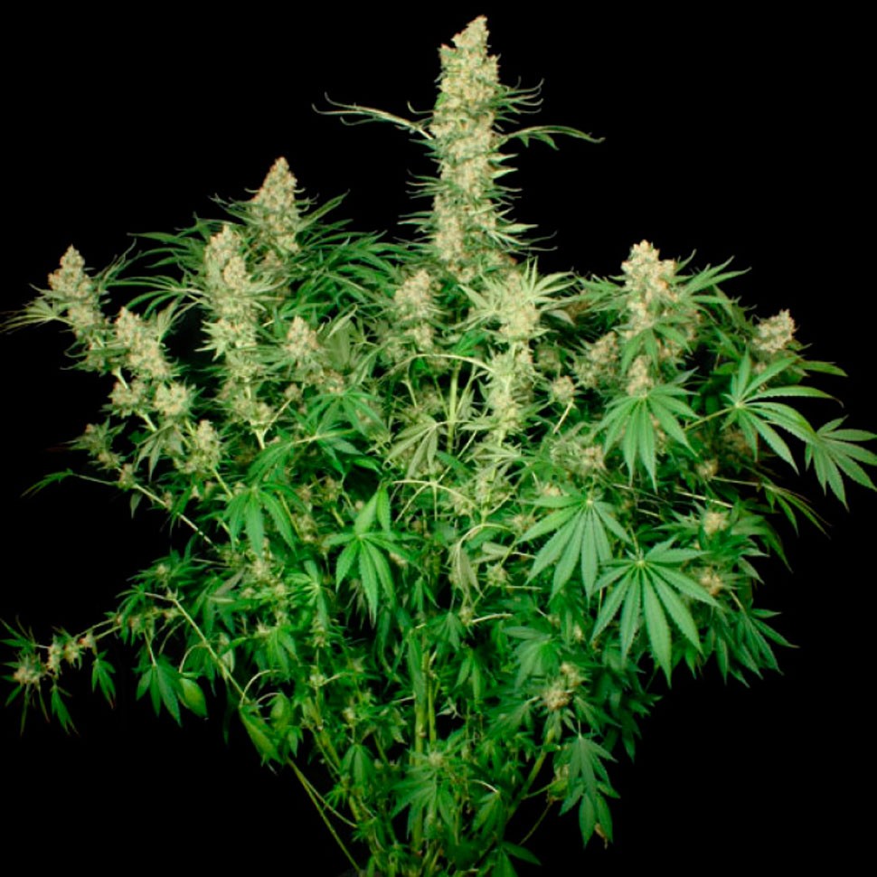 Купить семена конопли фотопериодных сортов Wappa feminised Ganja Seeds Купить семена конопли фотопериодных сортов Wappa feminised Ganja Seeds