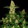 Заказать фотик Wappa feminised Ganja Seeds Заказать фотик Wappa feminised Ganja Seeds