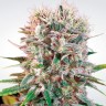 Купить семена марихуаны Ваппа Wappa feminised Ganja Seeds Купить семена марихуаны Ваппа Wappa feminised Ganja Seeds