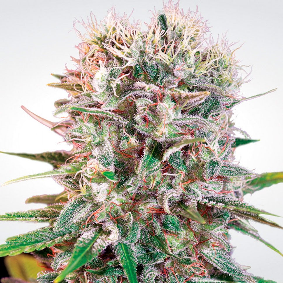 Купить семена марихуаны Ваппа Wappa feminised Ganja Seeds Купить семена марихуаны Ваппа Wappa feminised Ganja Seeds