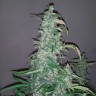 Недорогие сорта конопли Wappa feminised Ganja Seeds Недорогие сорта конопли Wappa feminised Ganja Seeds