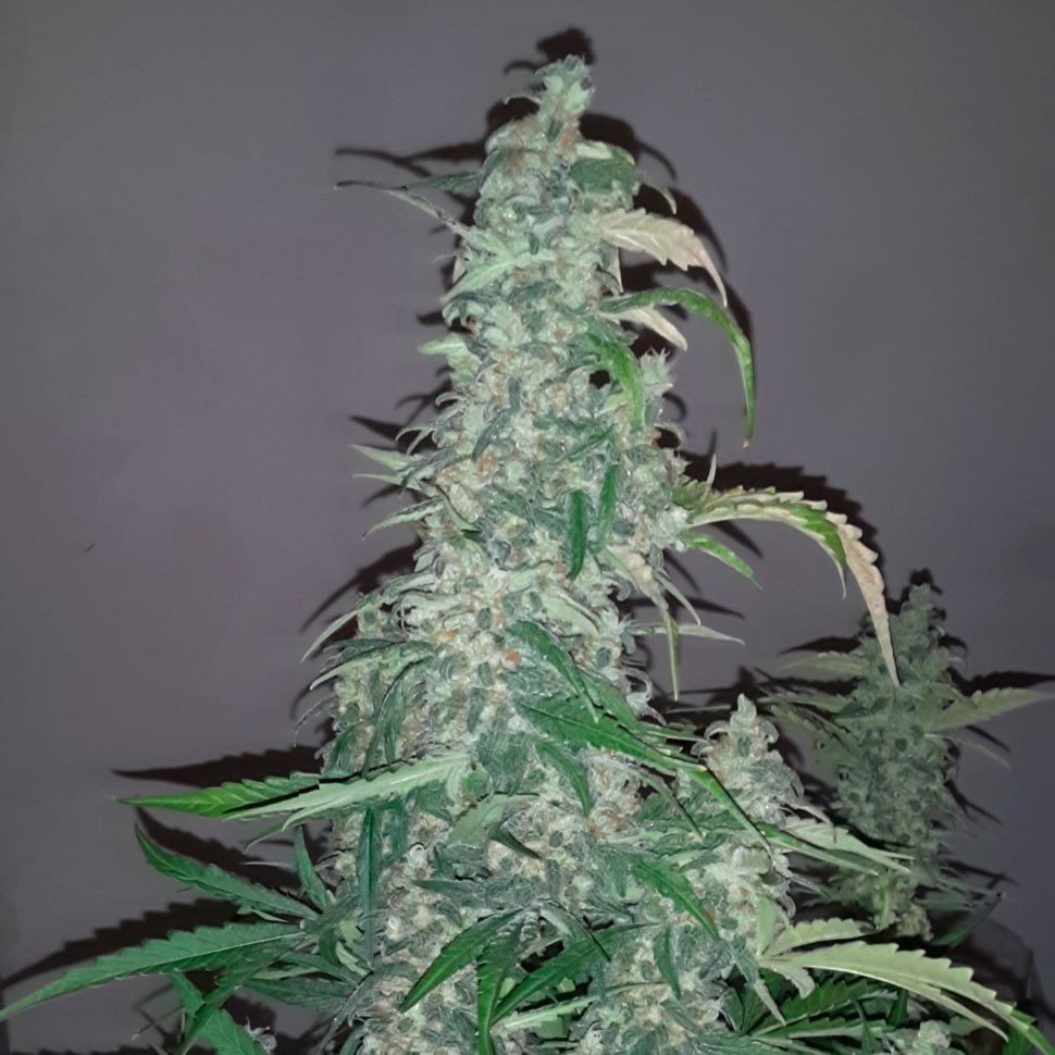 Недорогие сорта конопли Wappa feminised Ganja Seeds Недорогие сорта конопли Wappa feminised Ganja Seeds