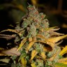 Фотопериодные сорта конопли Wappa feminised Ganja Seeds Фотопериодные сорта конопли Wappa feminised Ganja Seeds