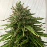 Семена конопли  Семена Mandarine feminised Ganja Seeds Семена конопли  Семена Mandarine feminised Ganja Seeds