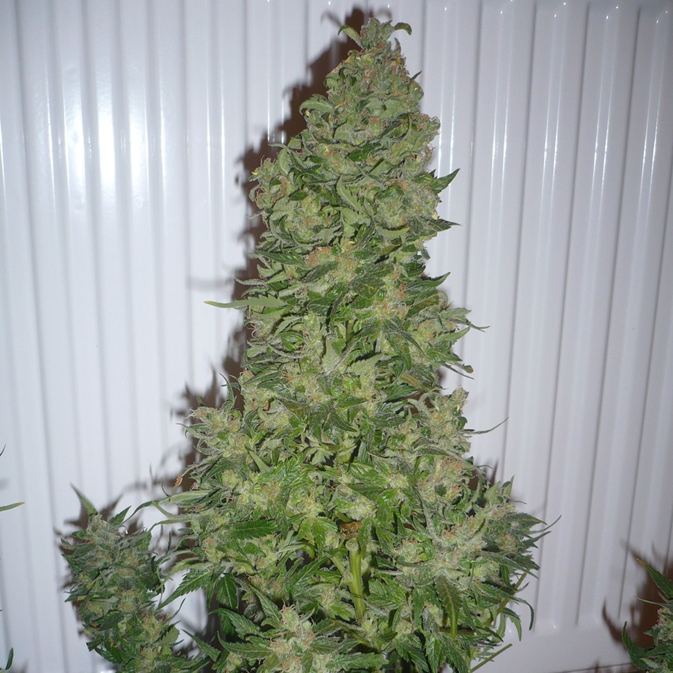Семена  AK 47 feminised Ganja Seeds