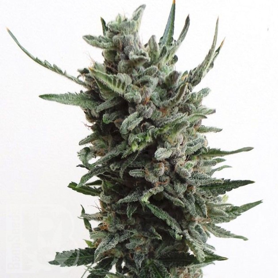 Семена каннабиса  Water Lilly feminised Ganja Seeds